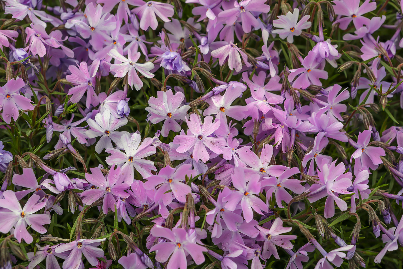 Изображение особи Phlox subulata.