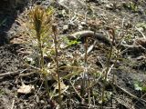 Fritillaria ruthenica