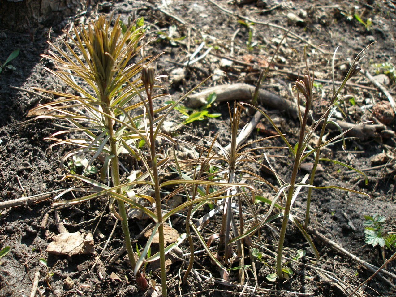 Image of Fritillaria ruthenica specimen.