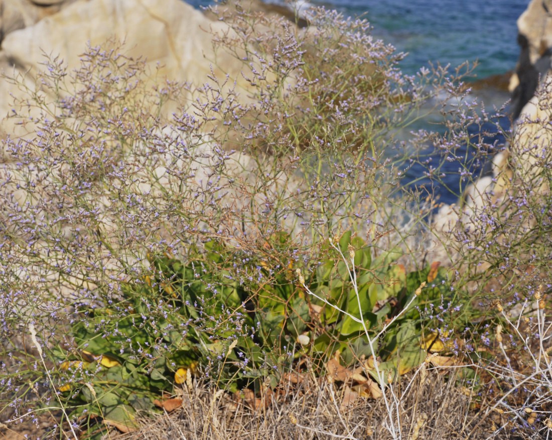 Image of Limonium narbonense specimen.