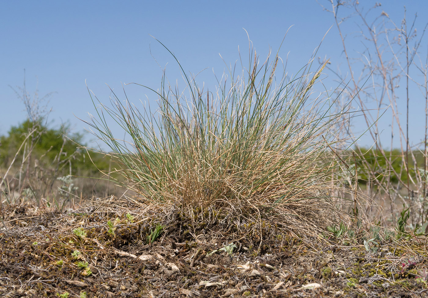 Изображение особи род Festuca.