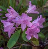 род Rhododendron. Цветки и листья. Пермский край, г. Пермь, Свердловский р-н, Центральный парк развлечений им. Горького, в озеленении. 15.06.2020.