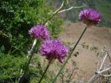 Allium dolichostylum