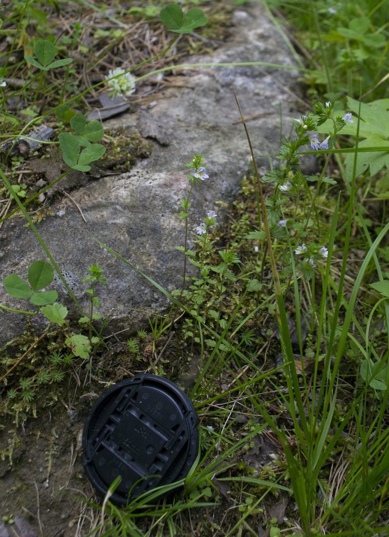 Image of genus Euphrasia specimen.