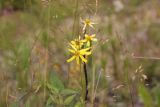 Senecio nemorensis