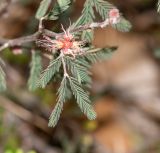 Calliandra eriophylla