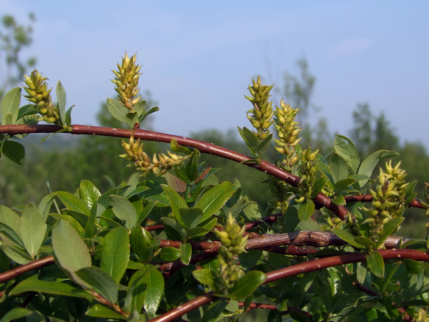 Image of Salix dshugdshurica specimen.