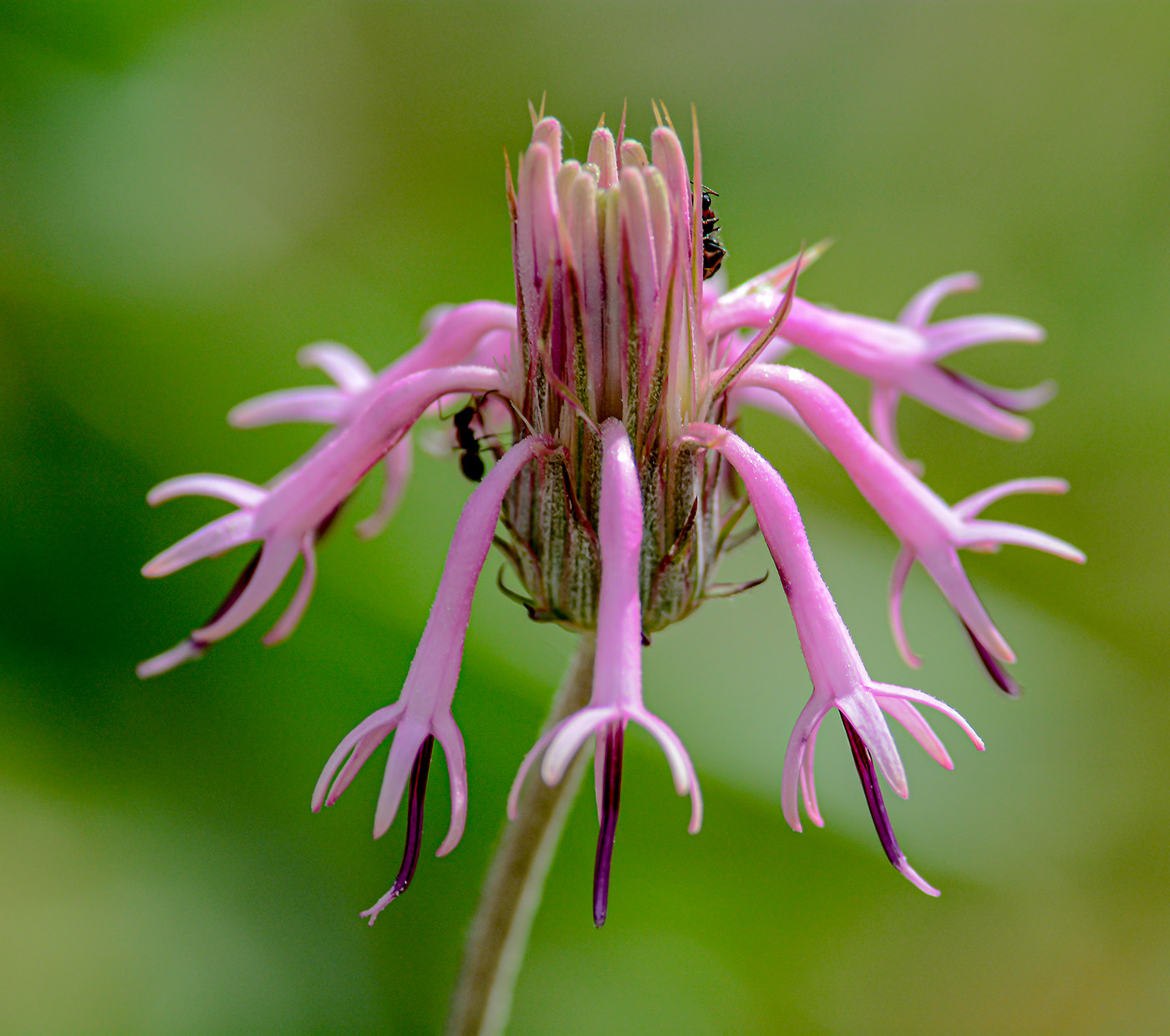 Image of genus Jurinea specimen.