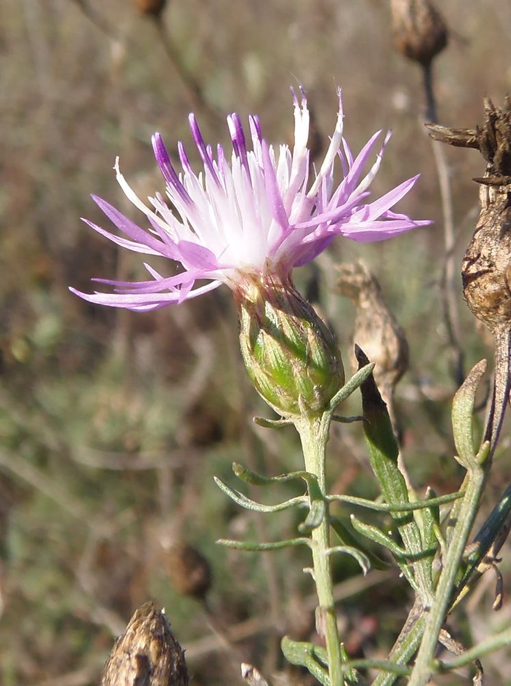 Изображение особи Centaurea borysthenica.