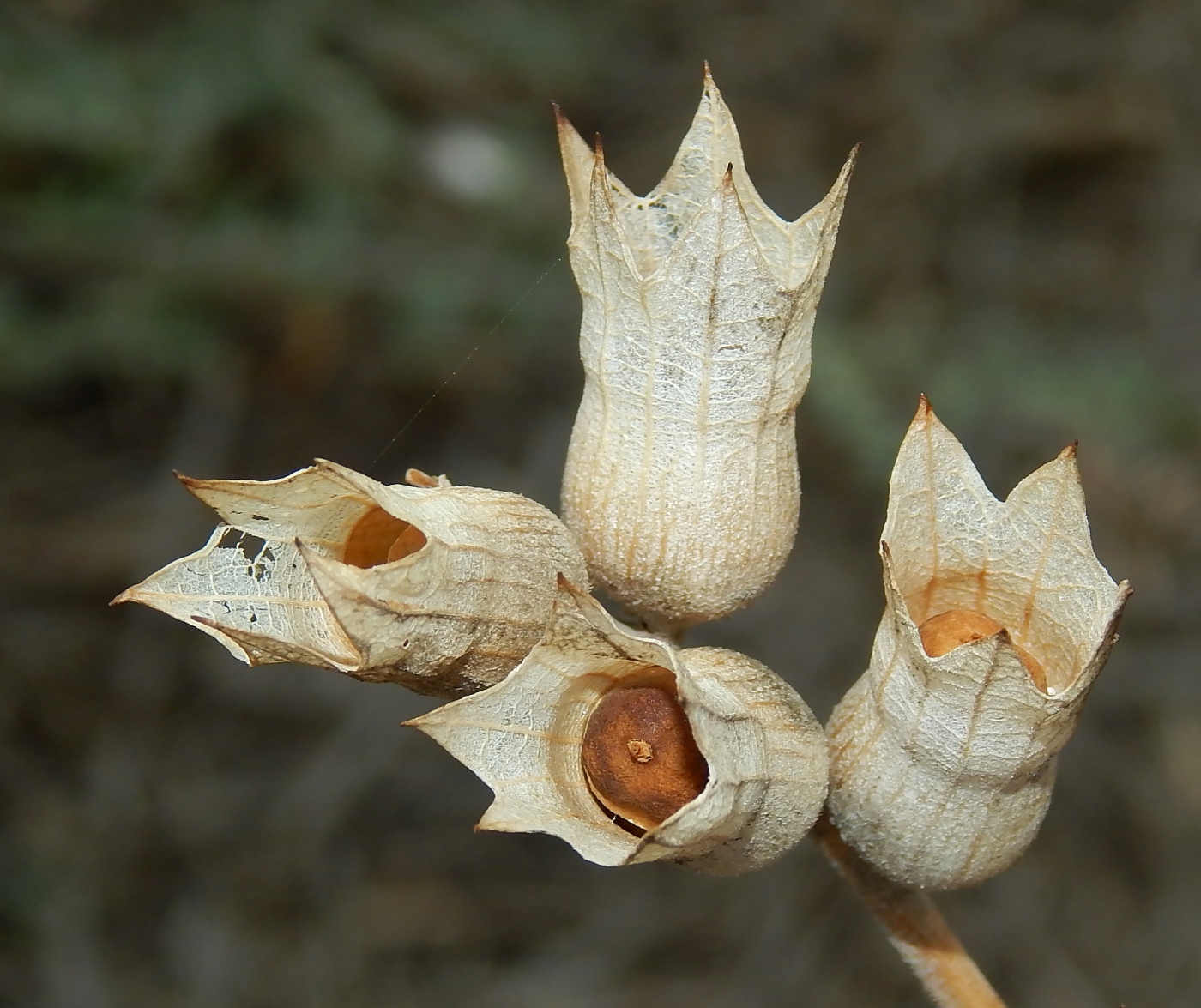 Изображение особи Hyoscyamus niger.