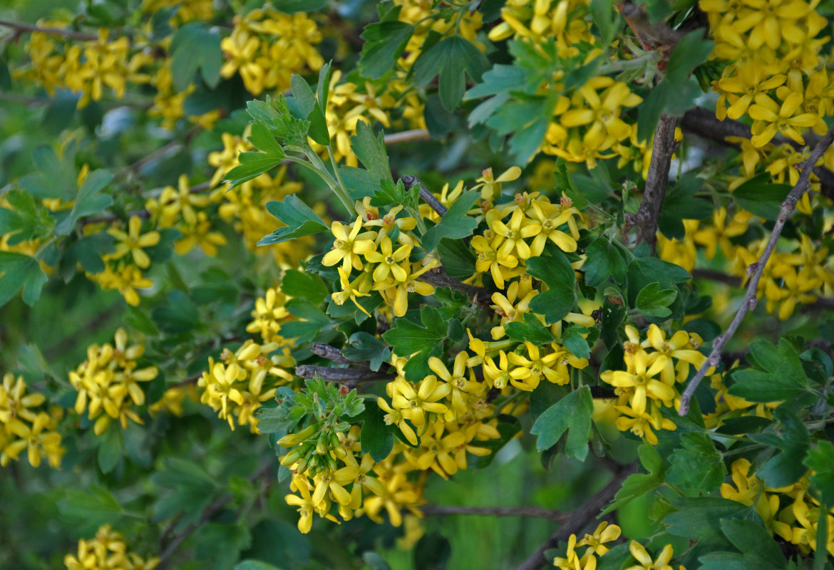 Image of Ribes aureum specimen.