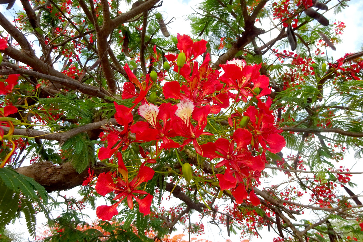 Изображение особи Delonix regia.