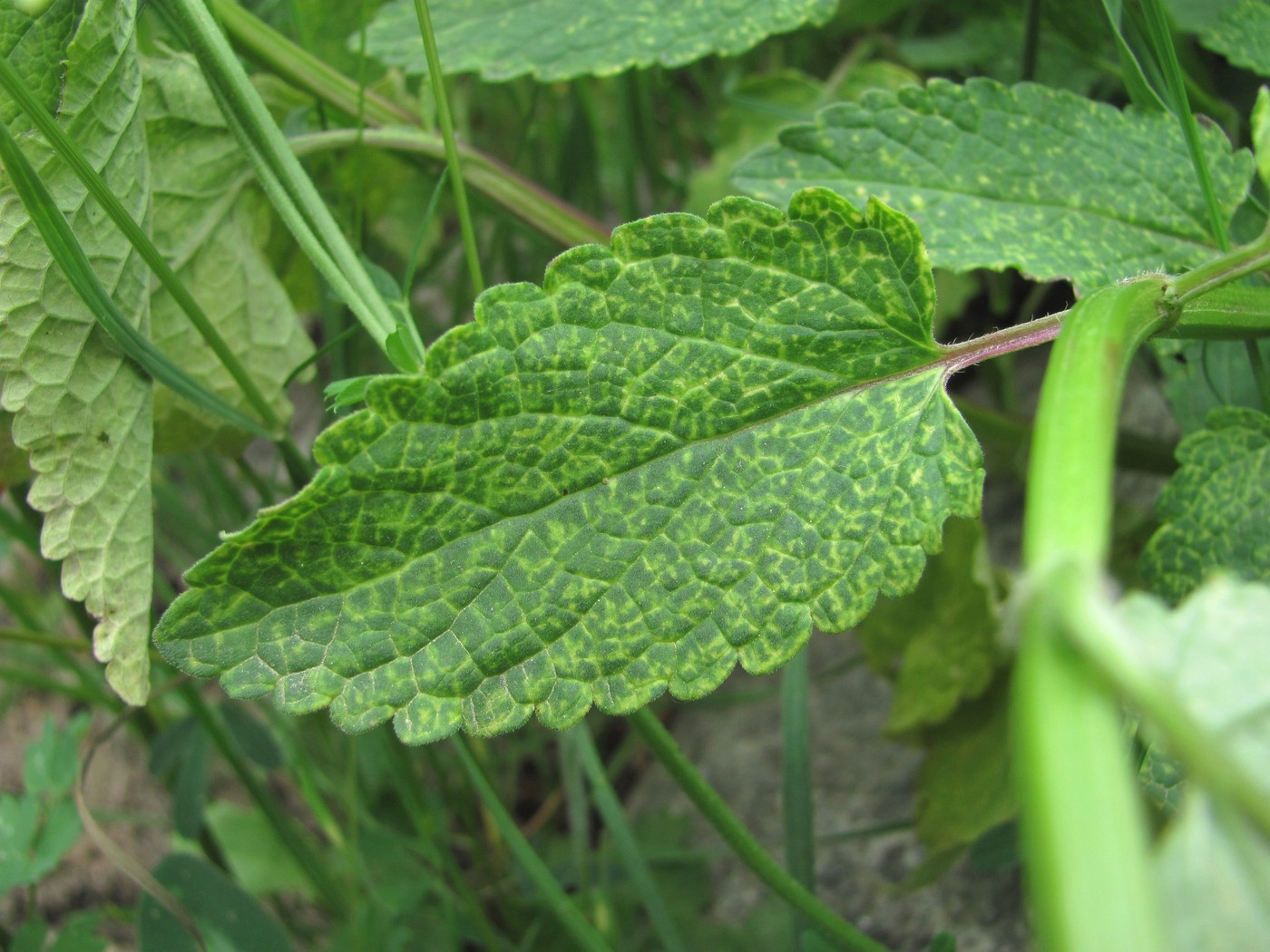 Image of Nepeta grandiflora specimen.