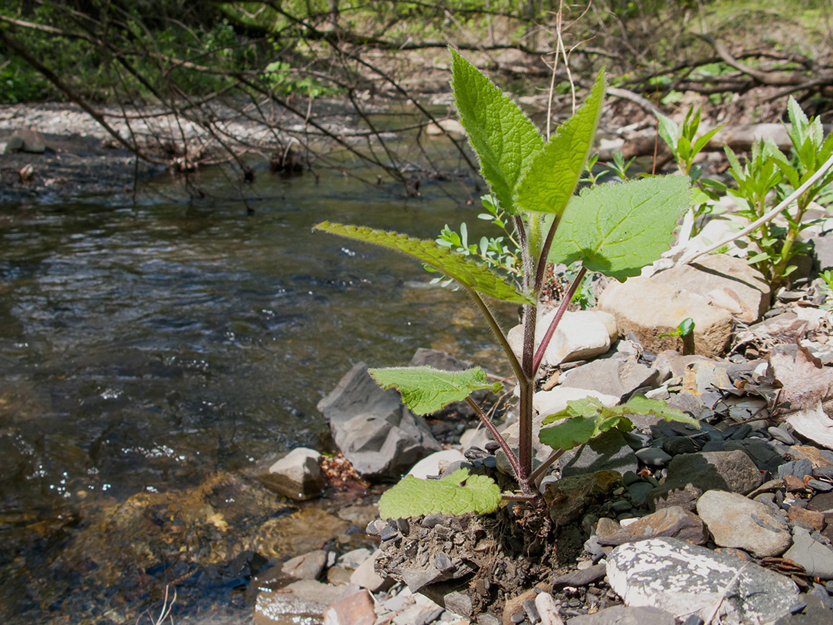 Image of Salvia sclarea specimen.
