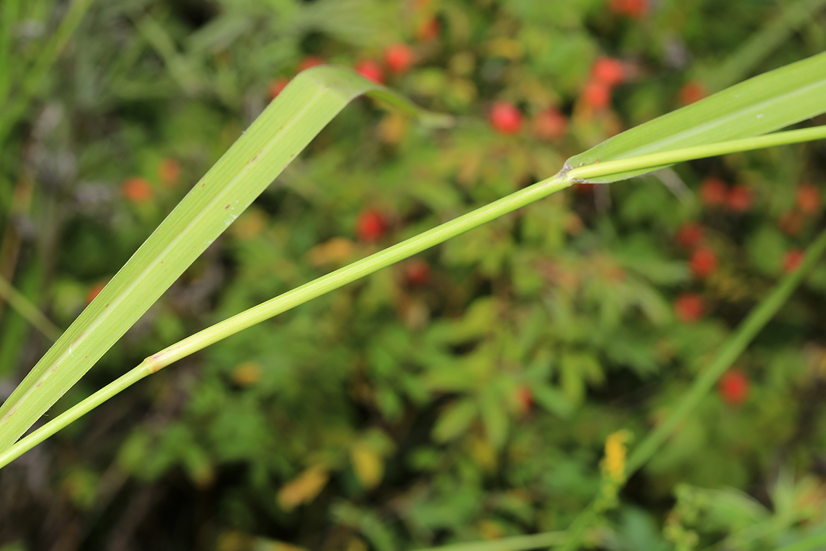 Image of Arundinella anomala specimen.