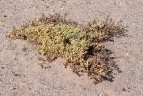 Tetragonia reduplicata. Плодоносящее растение. Намибия, регион Erongo, ок. 10 км к востоку от г. Свакопмунд, пустыня Намиб, национальный парк \"Dorob\". 03.03.2020.