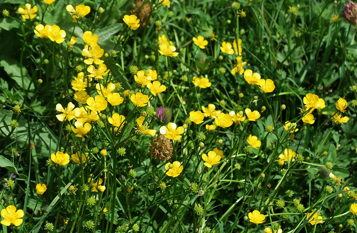 Image of Ranunculus repens specimen.