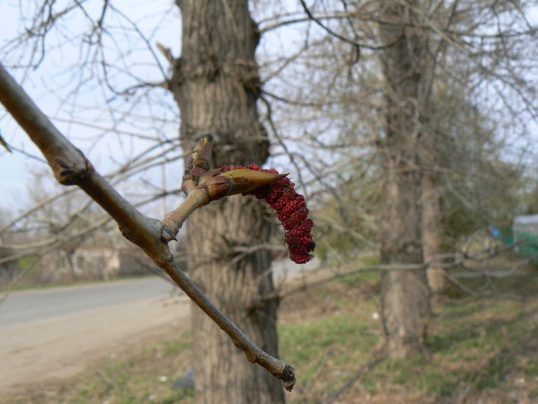 Изображение особи Populus balsamifera.