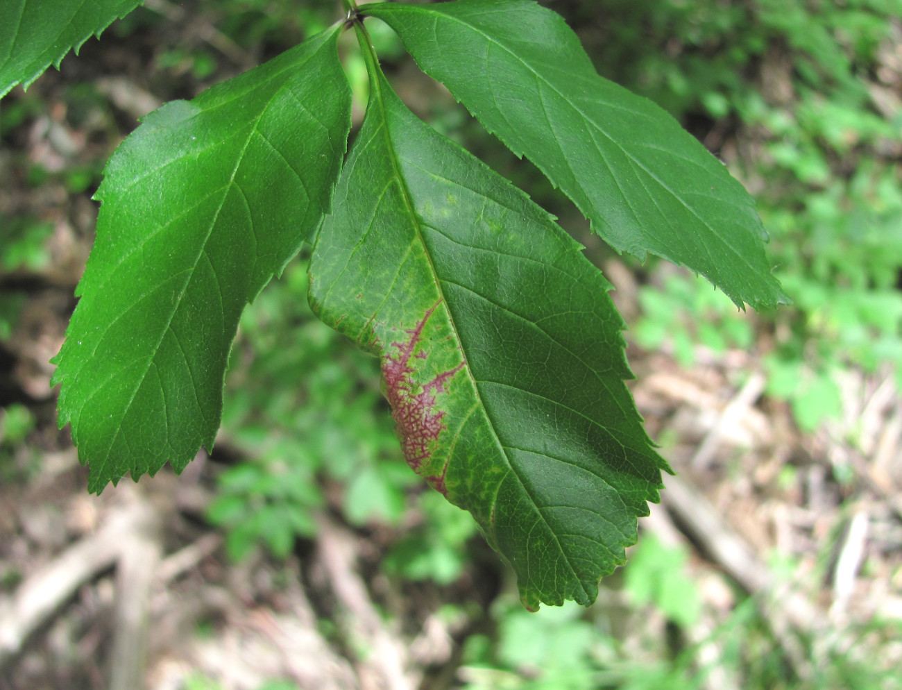 Image of Fraxinus excelsior specimen.