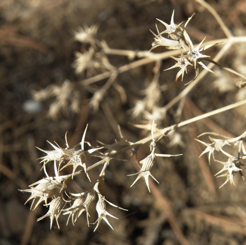 Image of Nepeta parviflora specimen.