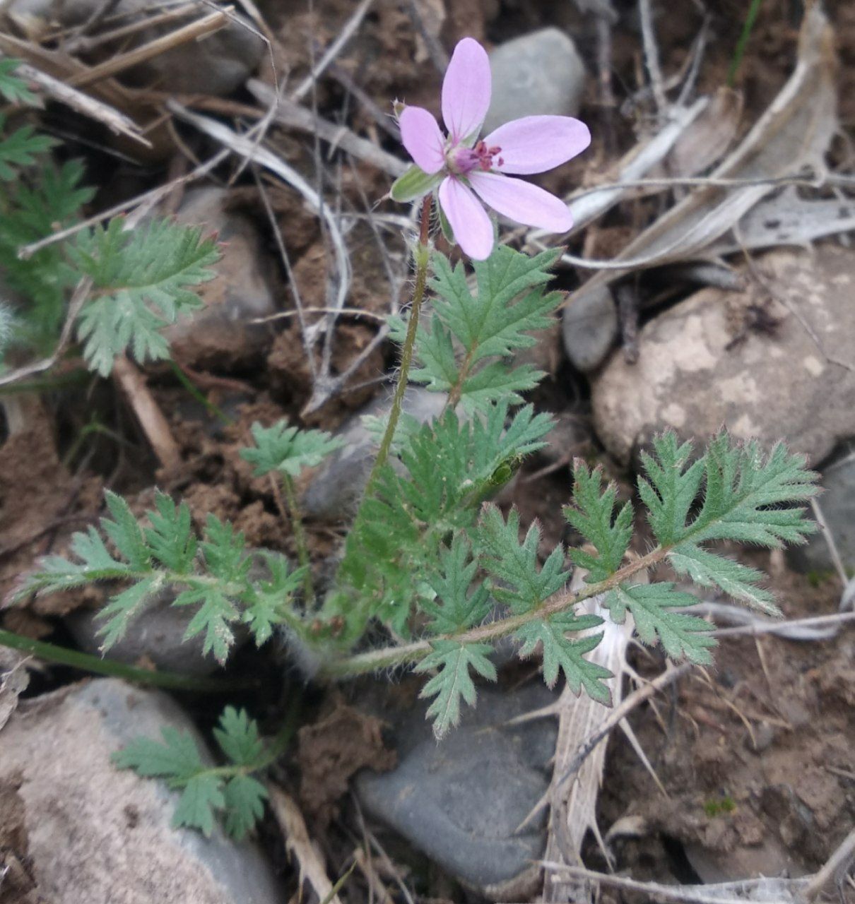 Изображение особи Erodium cicutarium.