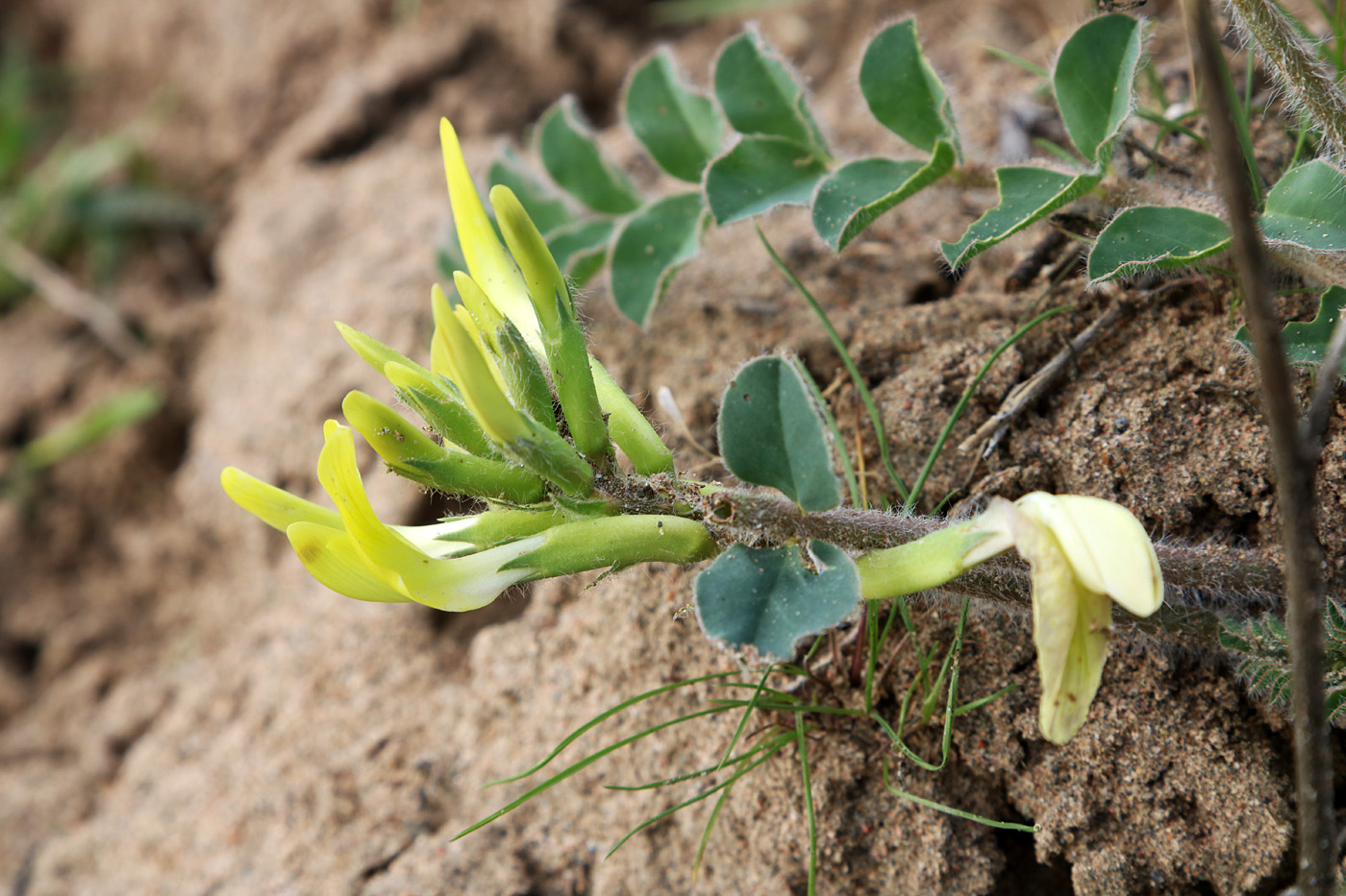 Изображение особи Astragalus flexus.