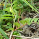 Vicia grandiflora