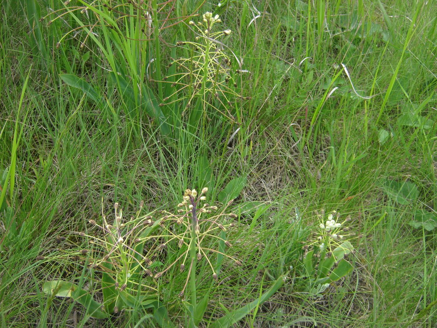 Image of Bellevalia sarmatica specimen.