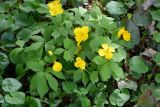Hylomecon japonica