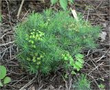 Euphorbia cyparissias