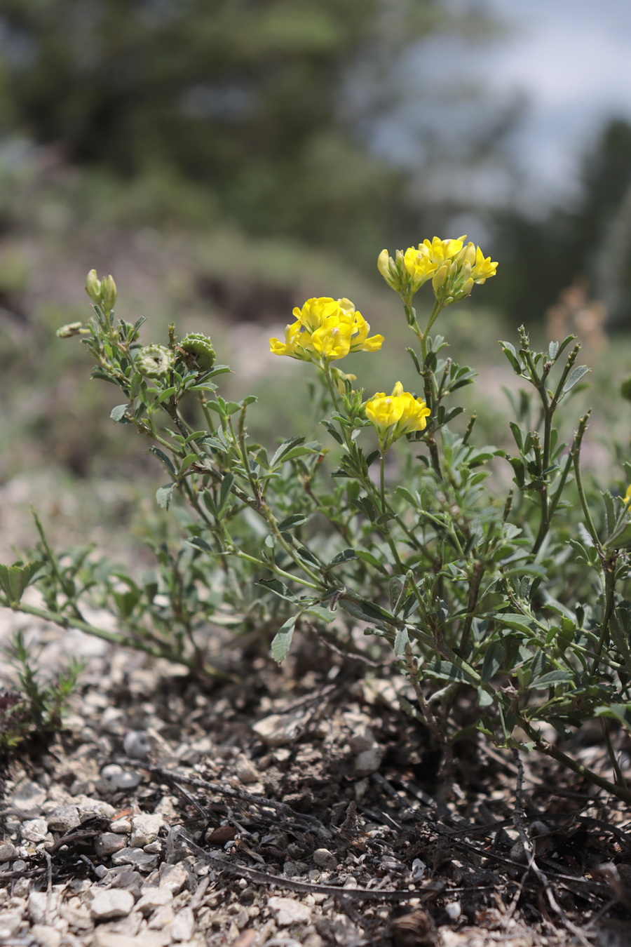 Изображение особи Medicago saxatilis.