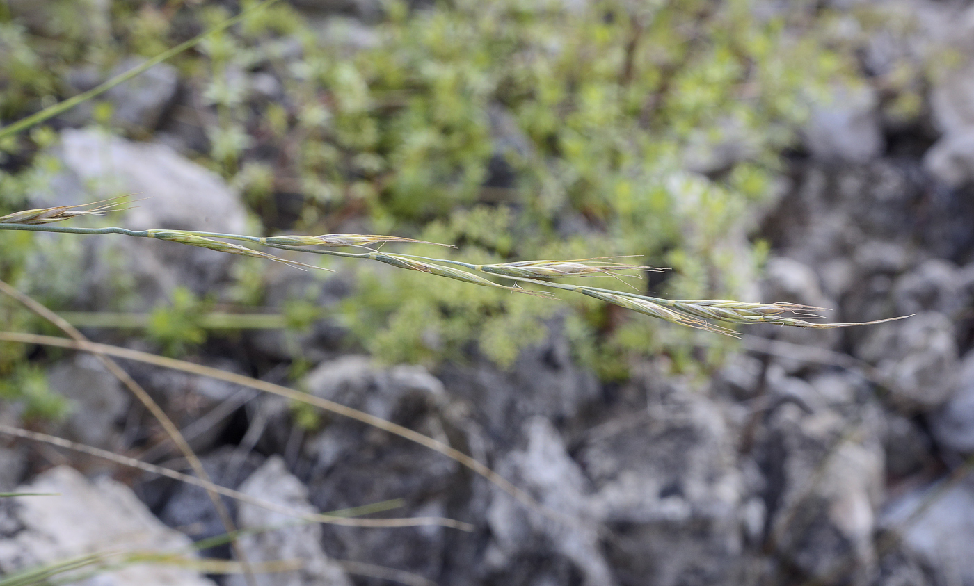 Image of Elytrigia reflexiaristata specimen.