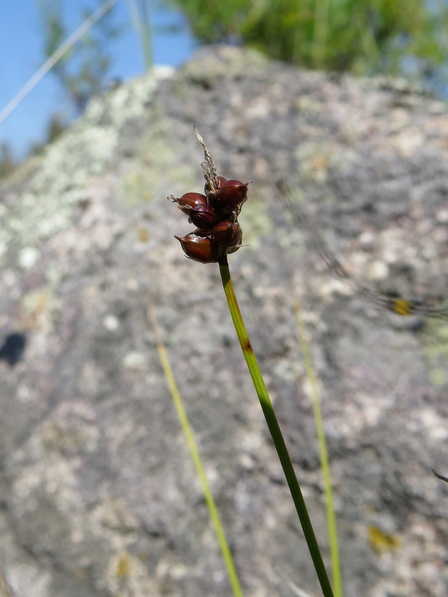 Image of Carex obtusata specimen.