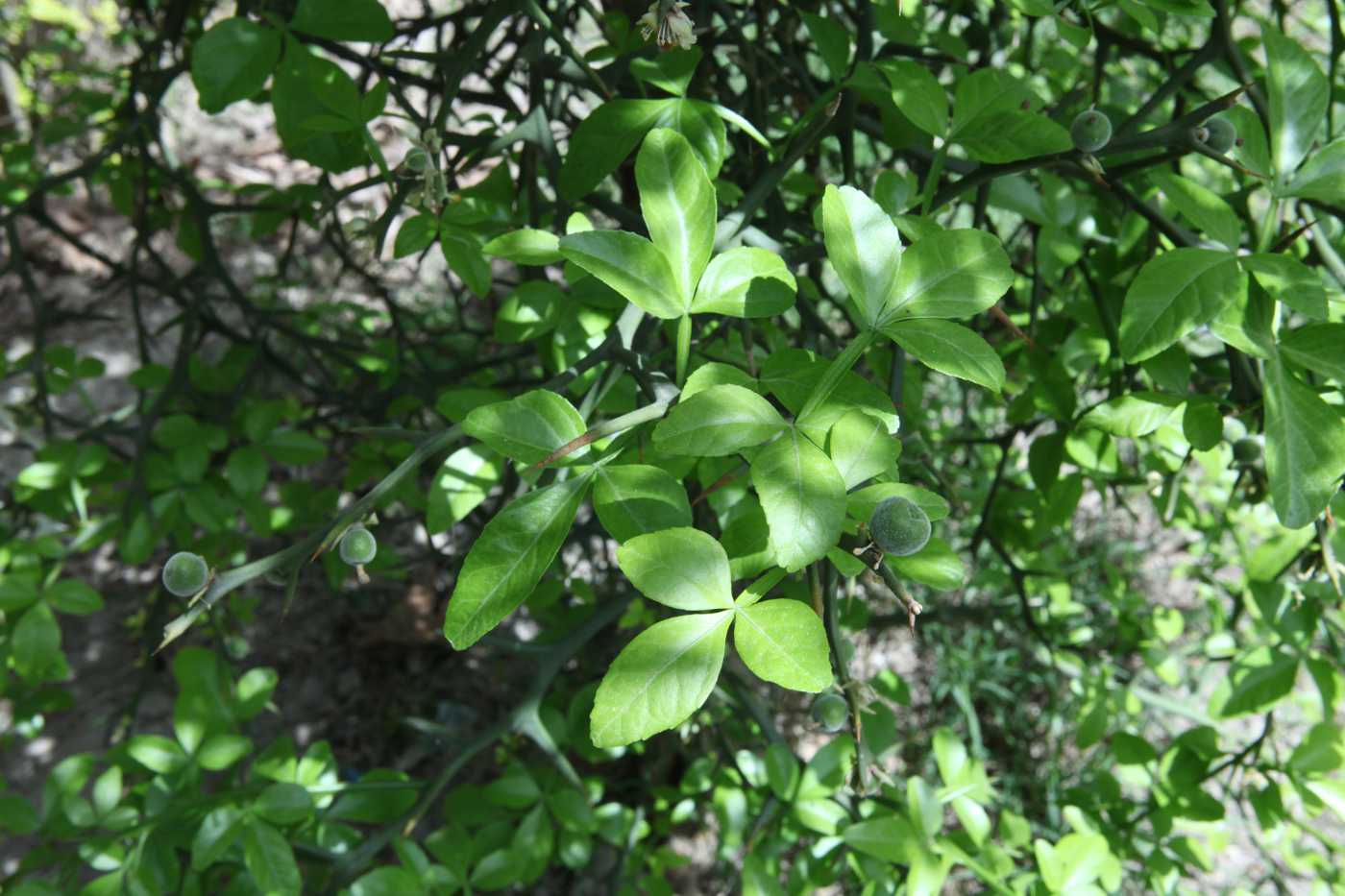 Изображение особи Poncirus trifoliata.
