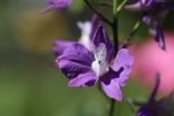 Delphinium ajacis