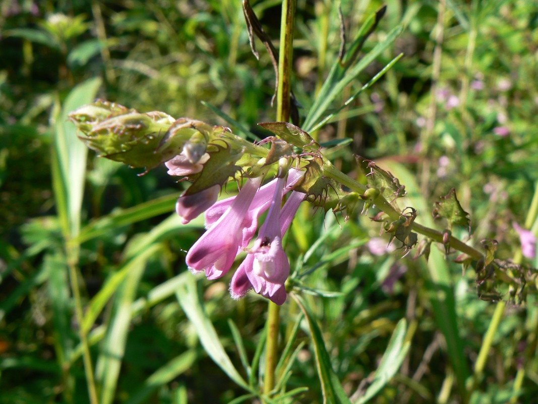 Image of Melampyrum roseum specimen.