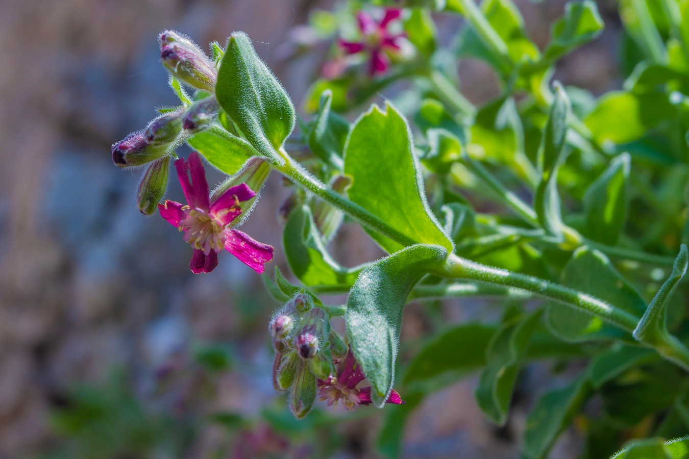 Image of Silene pygmaea specimen.