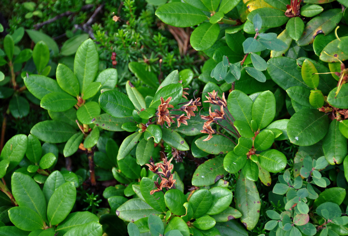 Изображение особи Rhododendron aureum.