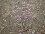 Limonium scoparium