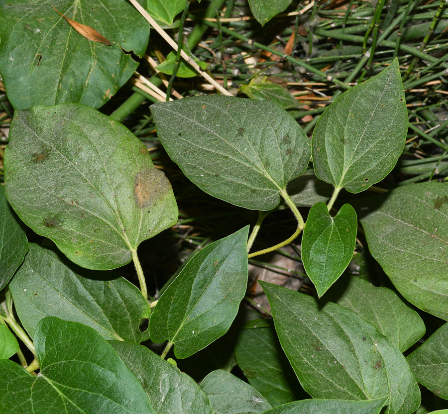 Изображение особи Saururus cernuus.