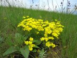 Linum czernjajevii. Цветущие растения (на переднем плане слева - листья Salvia nutans). Ростовская обл., Октябрьский р-н, долина реки Аюта, берег пруда Терновый Яр, степной склон. 23.05.2021.