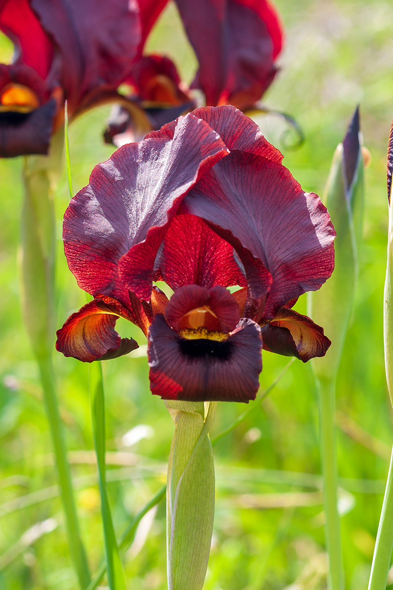 Изображение особи Iris atropurpurea.