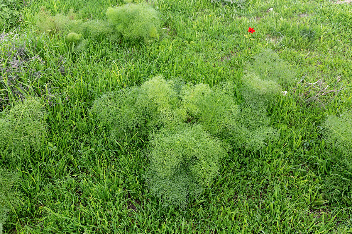 Изображение особи Ferula communis.