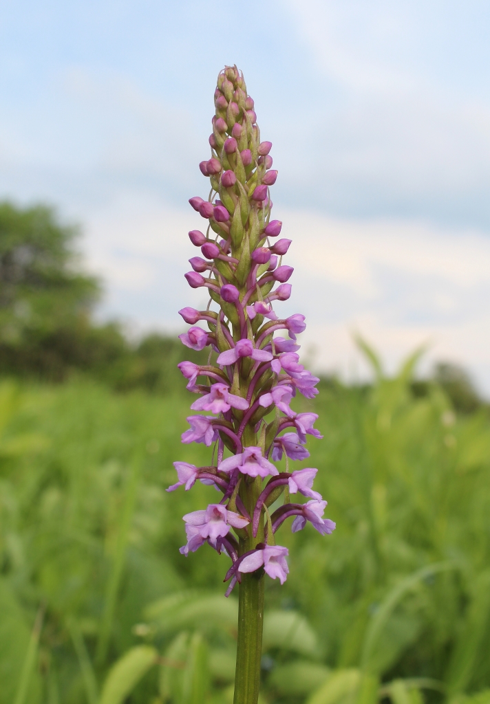 Image of Gymnadenia conopsea specimen.