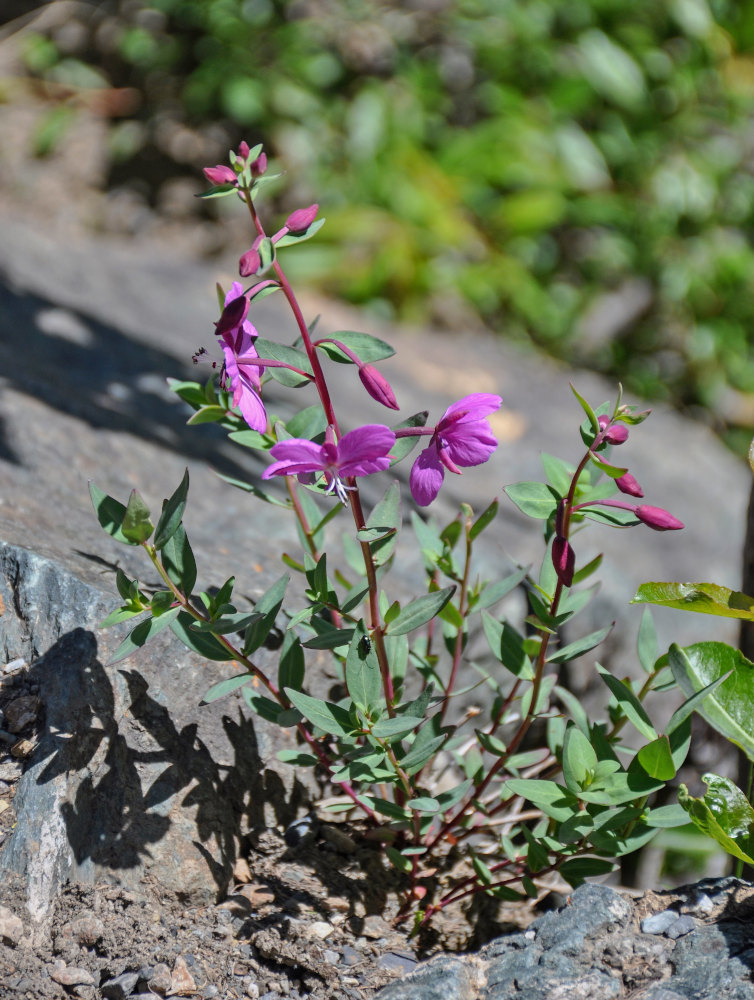 Image of Chamaenerion latifolium specimen.