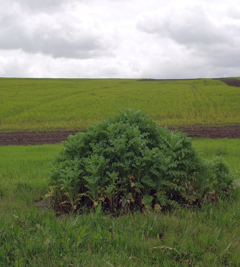 Image of Silybum marianum specimen.