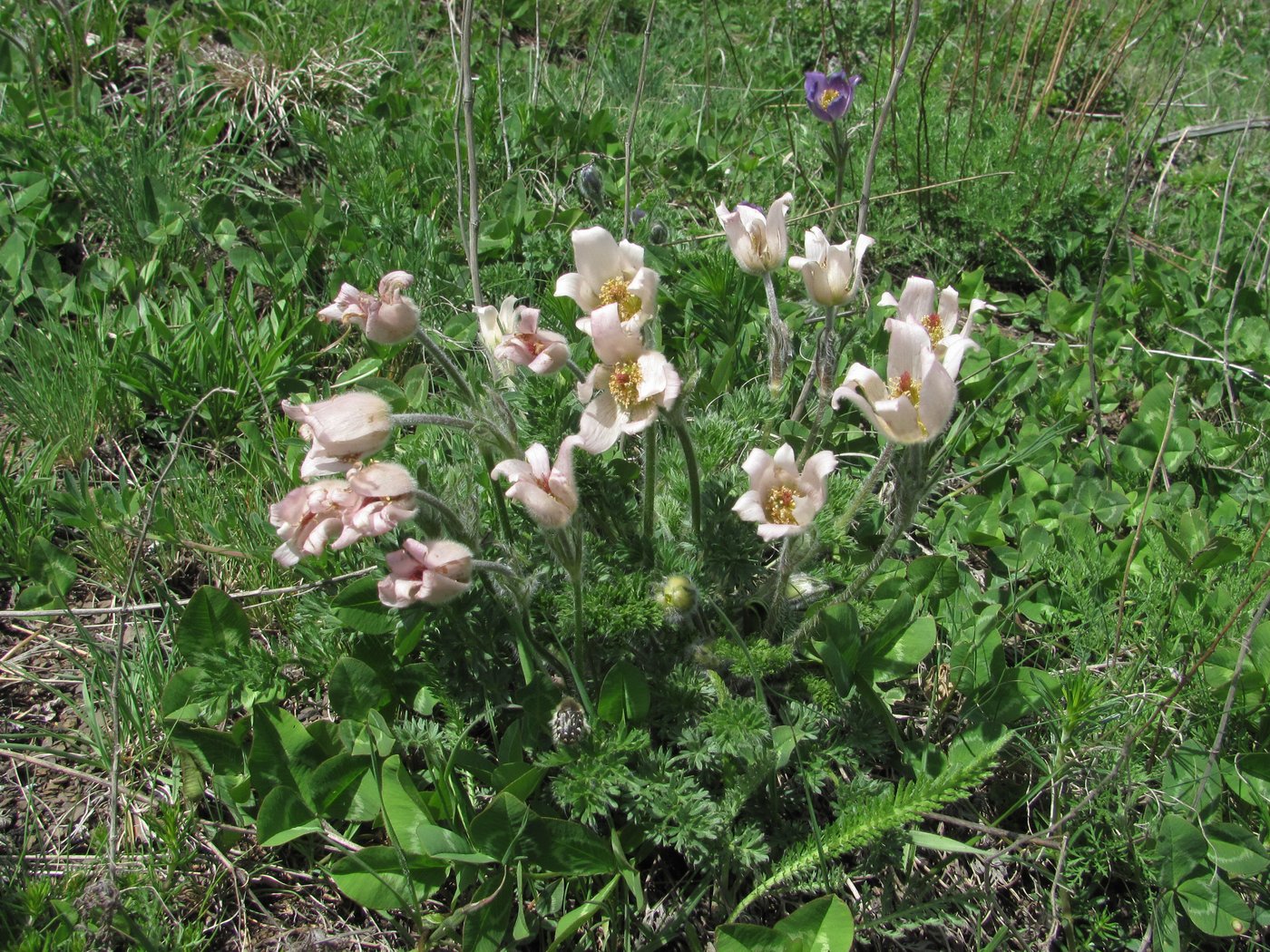 Image of Pulsatilla violacea specimen.