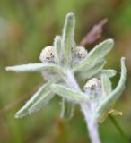 Leontopodium ochroleucum