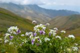 Hesperis hirsutissima