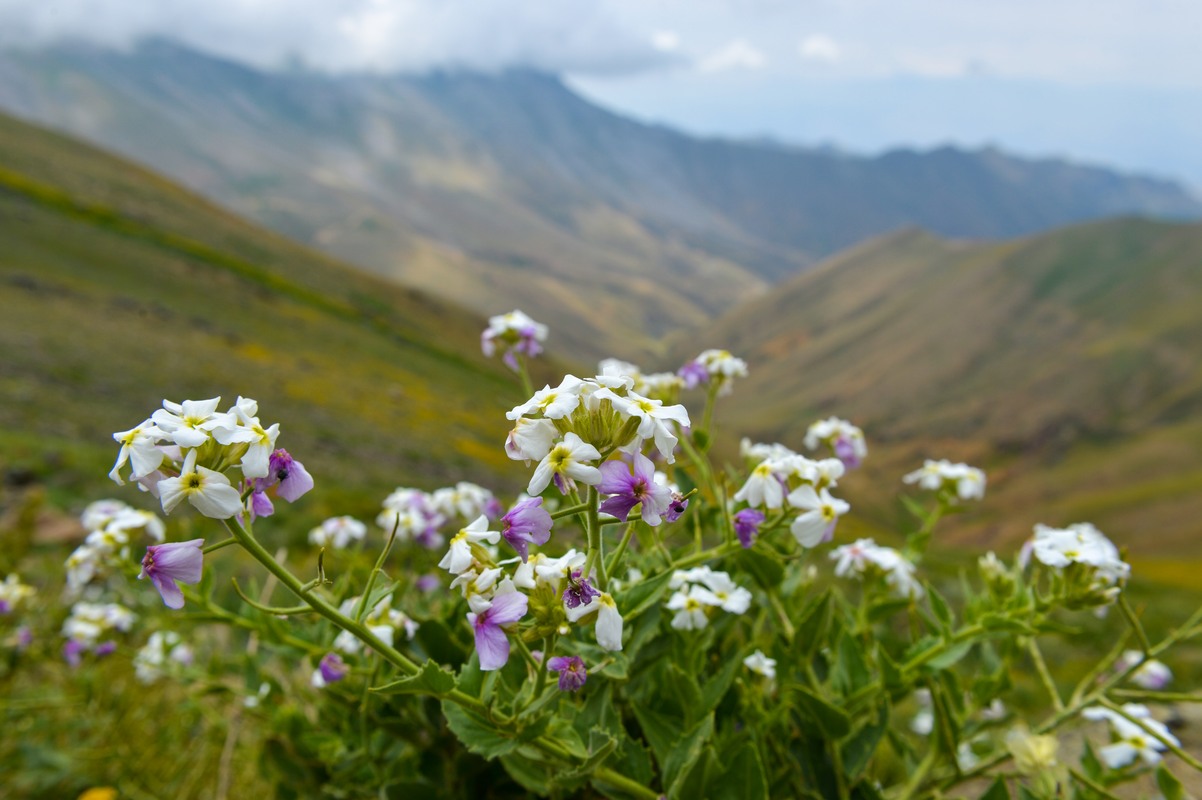 Изображение особи Hesperis hirsutissima.